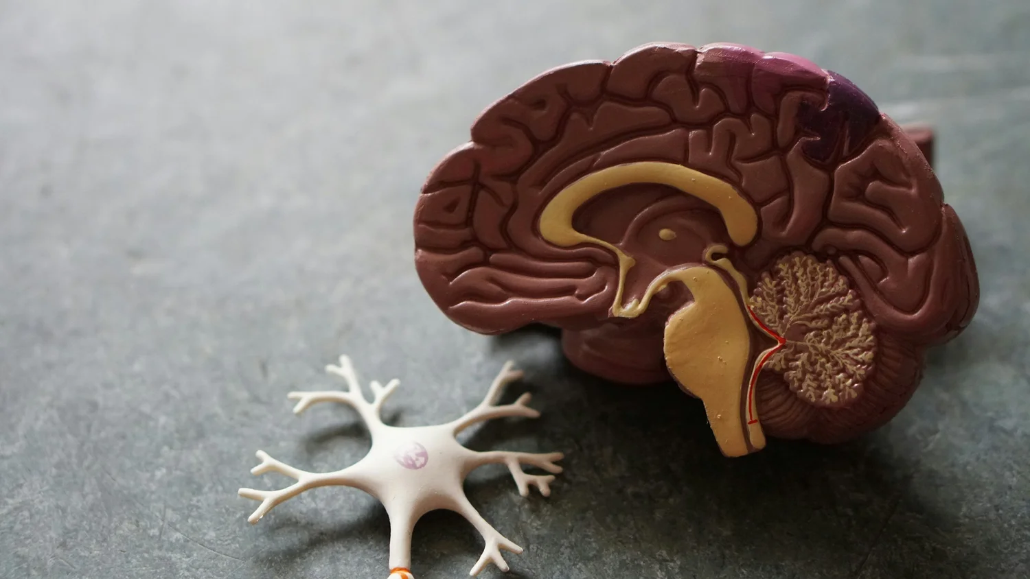 Modelo anatómico de um cérebro e de um neurónio